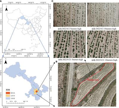 Research on improved YOLOv8n based potato seedling detection in UAV remote sensing images
